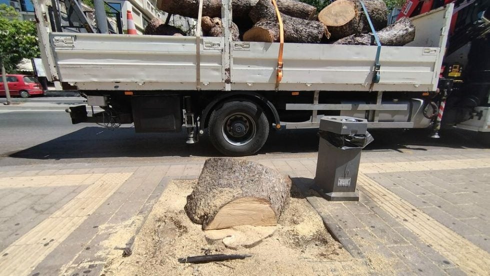 Κοπή από τη ρίζα ενός ιστορικού πεύκου στη Λεωφόρο Δημοκρατίας στο Ηράκλειο, με απόφαση της δημοτικής αρχής